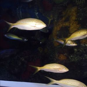 Meet your Posher, Racquel